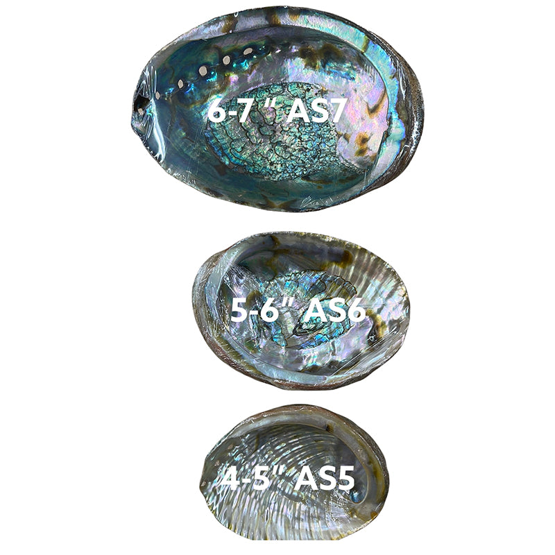 ABOLONE SHELL 5-6 INCH