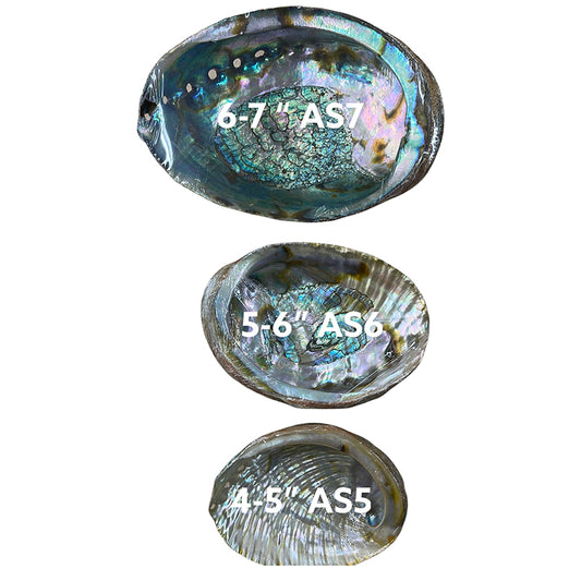 ABOLONE SHELL 5-6 INCH